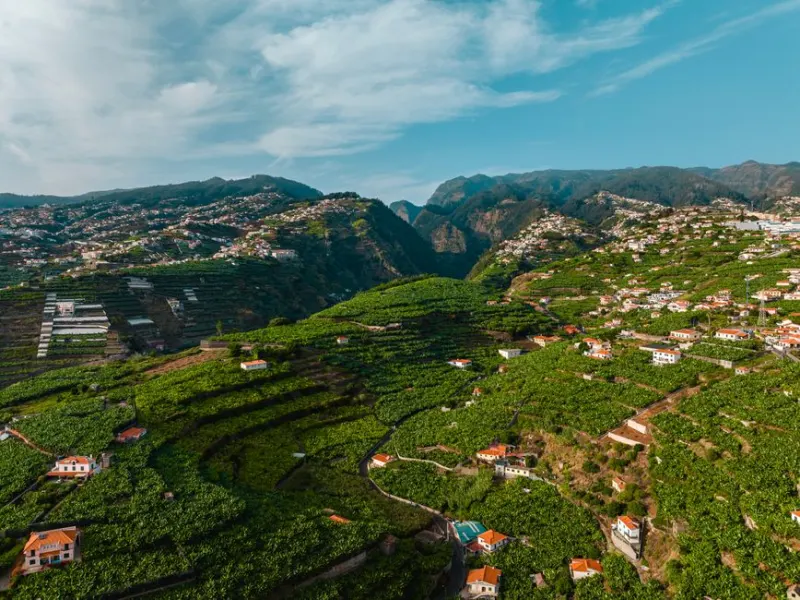 Socalcos de vinha na Quinta Grande, Madeira